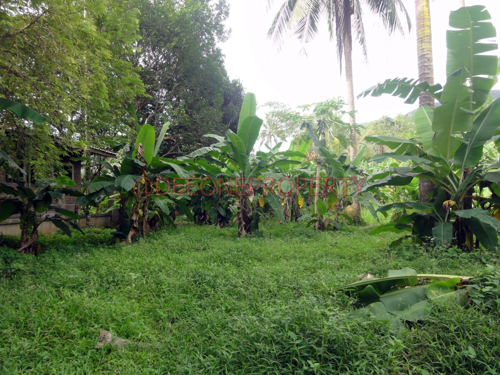 Good Land Chanote for Sale – North East Coast, Koh Chang