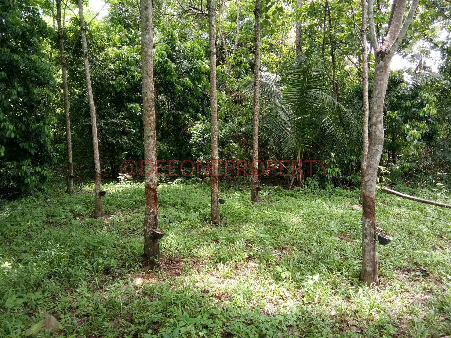 4 House Plot near Main Road for Sale – North East Coast, Koh Chang