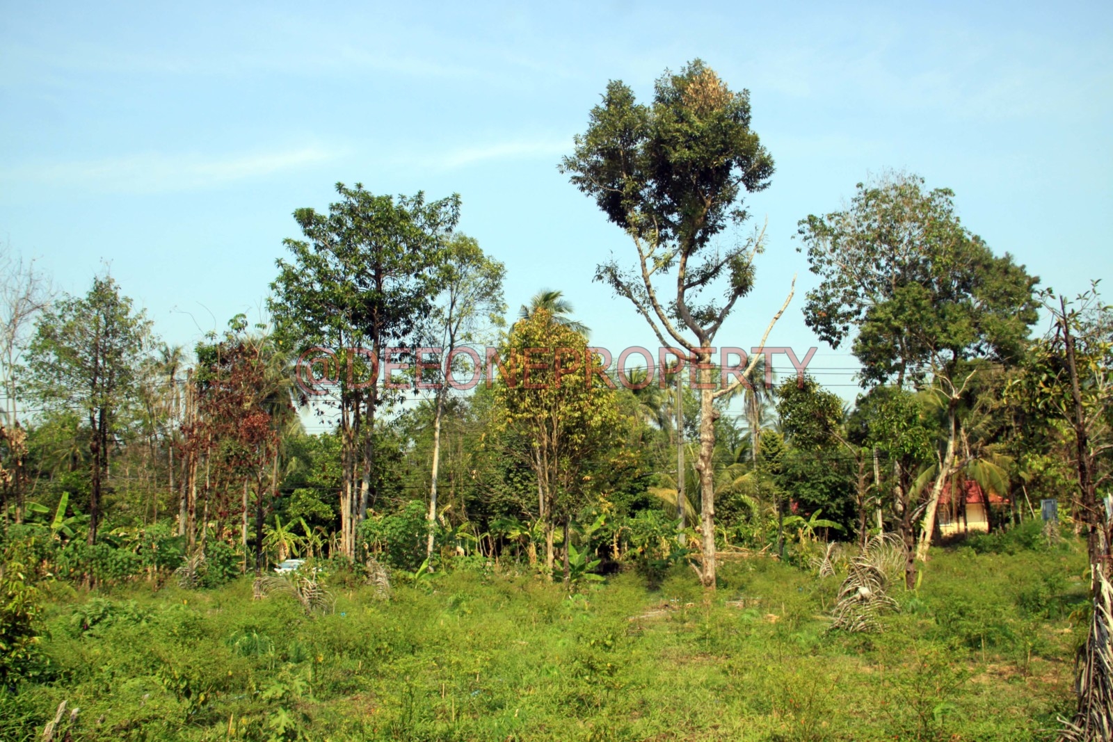Terrain de ferme de 8 Rai à Vendre sur la Route Principale – Côte Nord-Est, Koh Chang