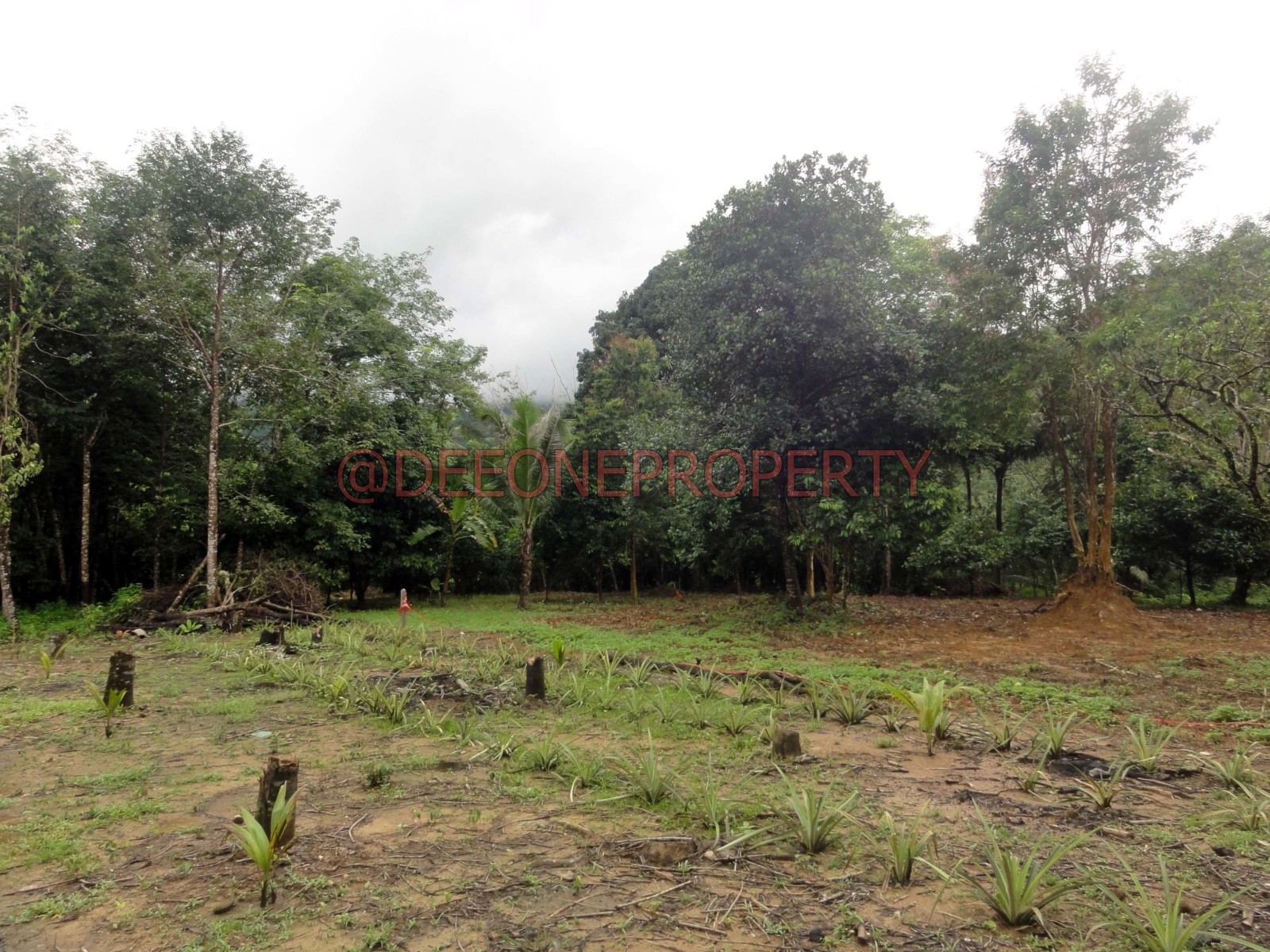 6 House Plot for Sale near River – South East Coast, Koh Chang
