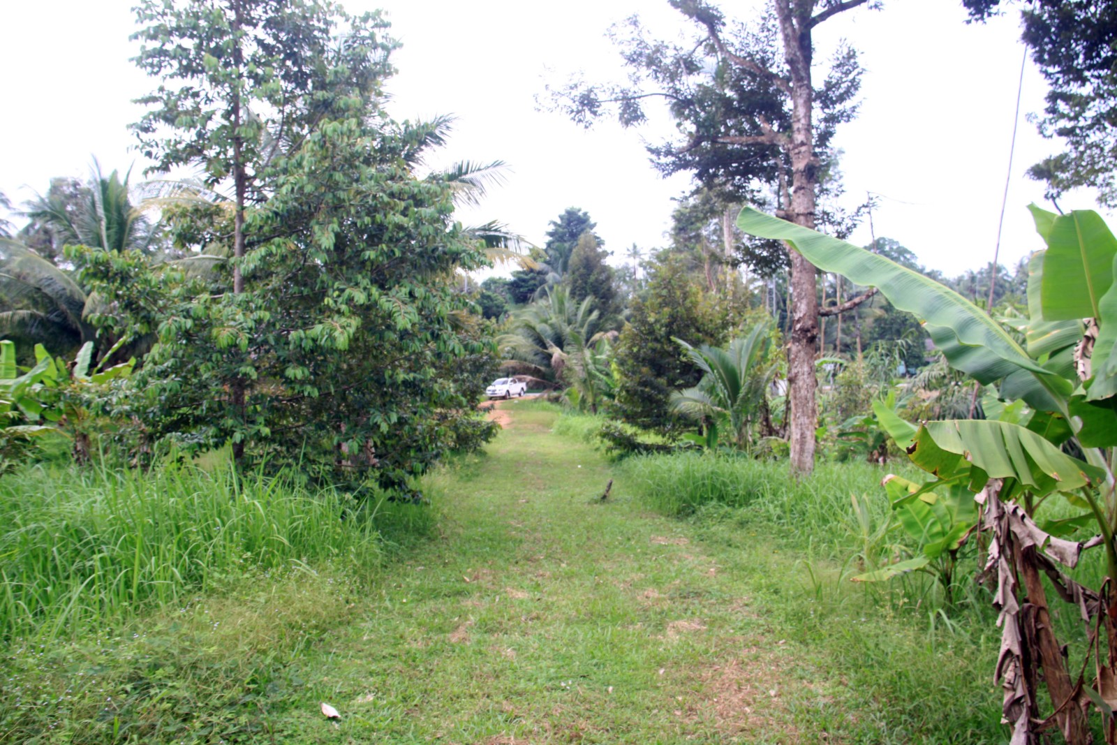 4 Rai Land on Hillside with Sea View for Sale – North East Coast, Koh Chang