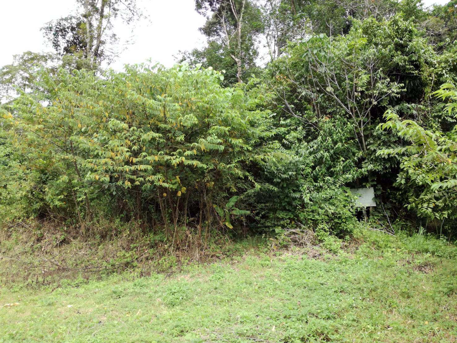 Small House Plot for Sale - North West Coast, Koh Chang