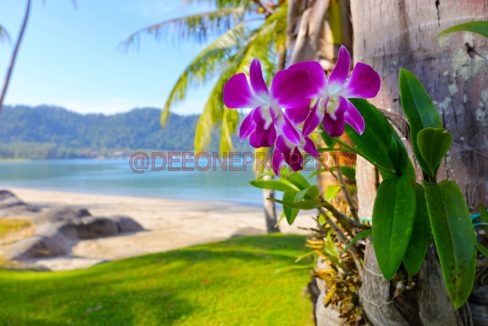 Beach Front Villa 3BDR (22)
